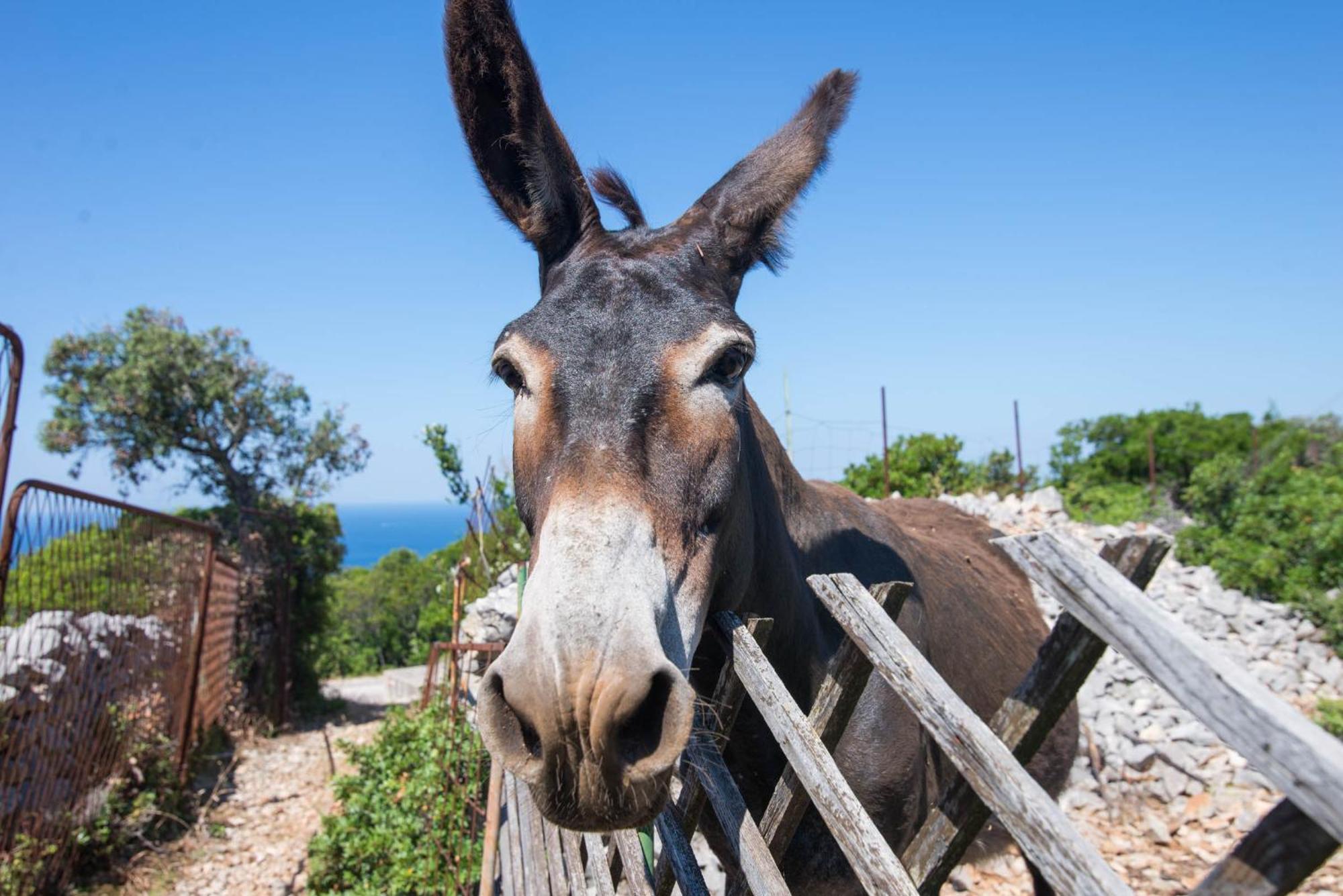App Bonic Apartment Veli Losinj Ngoại thất bức ảnh